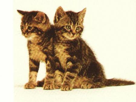 Les chats ...